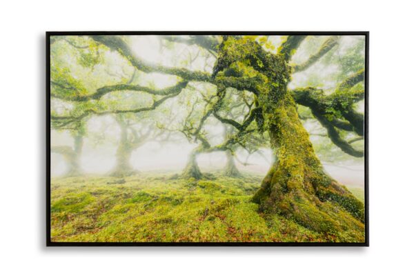 PRINT ON CANVAS LACQUERED WITH FRAME FOREST CM 90X4X60